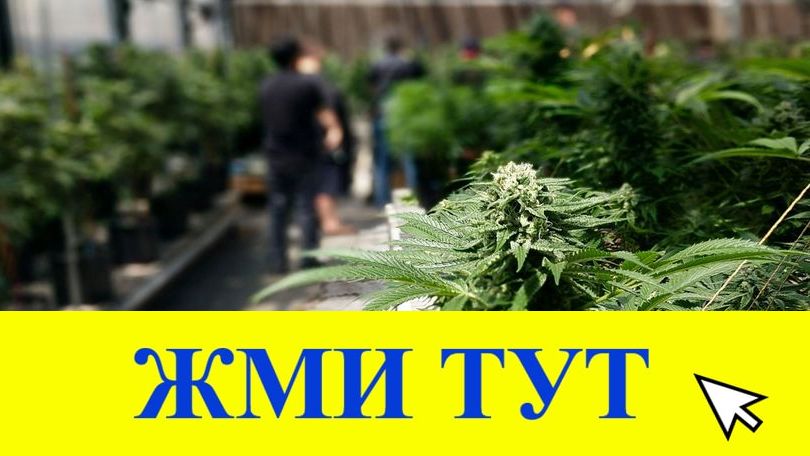 Купить наркотики в Болхове